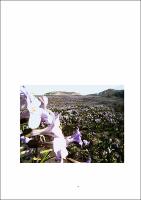 Jumara Marques Souza_tese.pdf.jpg