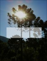 Tese Silvana Silva.pdf.jpg