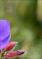 Tese-Final- Juliana Freitas.pdf.jpg