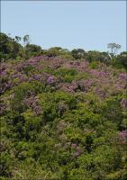Tibouchina da Bahia - Juliana G Freitas.pdf.jpg