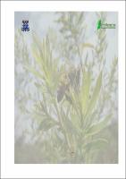 dissertação versão final.pdf.jpg