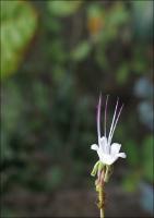 Dissertação Renata Asprino_WORD-converted.pdf.jpg