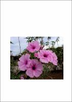 Joicelene Paz_ Dissertacao_PPGBot 2011.pdf.jpg